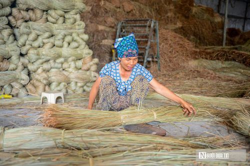 Nghề trồng cói phụ thuộc gần như hoàn toàn vào thời tiết. Vì vậy, chỉ cần trời hửng nắng, khắp các cánh đồng và sân nhà đều nhộn nhịp cảnh thu hoạch, vận chuyển, phơi nguyên liệu. Nếu gặp mưa hoặc phơi không đủ nắng, sợi cói sẽ bị mốc, đổi màu, làm giảm chất lượng sản phẩm.