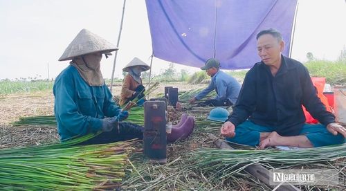 Gắn bó với cây cói hơn nửa đời người, bà Mai Thị Sâm cho biết: "Ngày trước, chúng tôi chủ yếu dệt chiếu bán trong nước. Bây giờ sản phẩm đa dạng hơn, ngoài chiếu còn có giỏ, túi xách, đồ trang trí xuất khẩu nên người dân cũng có thêm việc làm và thu nhập ổn định hơn. Với một người làm chăm chỉ, mỗi tháng thu nhập khoảng 5-6 triệu đồng".