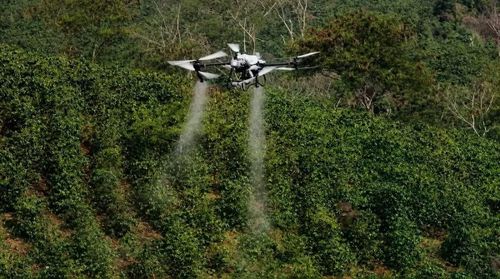 UAV phun phân bón qua lá trên cây cà phê tại hồ Ảng Cang, bản Mánh Đanh, xã Mường Ảng, tỉnh Điện Biên. Ảnh: Bộ KHCN.
