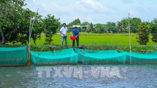 Nguồn vốn tín dụng ưu đãi góp phần hỗ trợ người dân đầu tư phát triển nông nghiệp, mở rộng quy mô sản xuất, tạo sinh kế bền vững tại khu vực nông thôn tỉnh Tây Ninh. Ảnh: Minh Phú - TTXVN