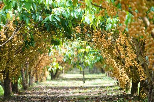 Vườn trái cây ở Cần Thơ. Ảnh: báo Lao Động