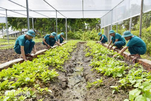 Chiến sĩ dân quân thường trực nhổ cỏ, chăm sóc những luống rau xanh phục vụ bếp ăn đơn vị.