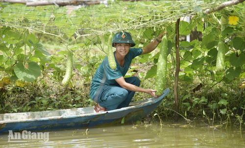 Giàn bầu được cán bộ, chiến sĩ thường xuyên chăm sóc, cho trái quanh năm.