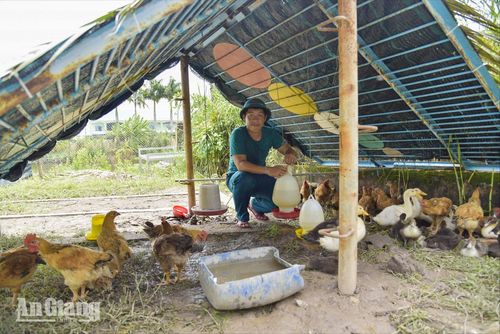 Đàn gà được nuôi theo hướng an toàn, góp phần bổ sung nguồn thực phẩm sạch cho bữa ăn của bộ đội.