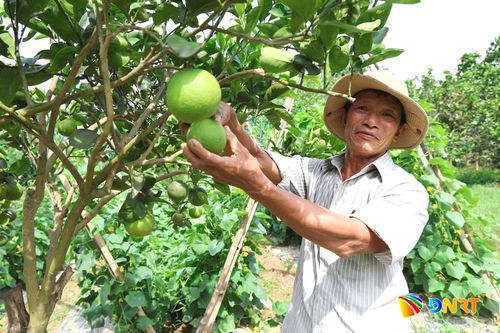Thượng Đức ưu tiên phát triển nông nghiệp với du lịch sinh thái làng quê. Ảnh: XUÂN TRINH