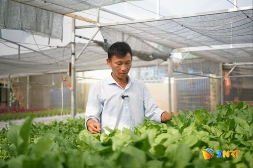 Anh Liệu bên vườn rau thủy canh 2.000m2 tại phường An Khê. Ảnh: XUÂN SƠN