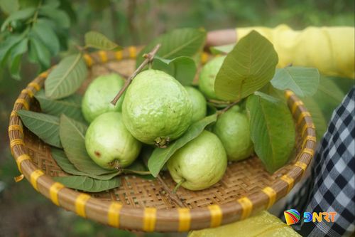 Những trái ổi được thu hoạch tại vườn của chị Thúy. Ảnh: XUÂN SƠN