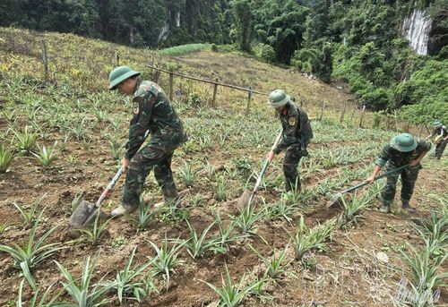 Cán bộ, chiến sĩ Tiểu đoàn 3, Trung đoàn 82, Sư đoàn 355 giúp bà con bản Na Ư, xã Sam Mứn chăm sóc cây dứa. Ảnh: A HUYỀN