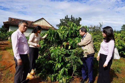 Người dân làng Tơ Vơn 1 (xã Ia Khươl) vay vốn tín dụng chính sách đầu tư, chăm sóc cà phê. Ảnh: Sơn Ca 