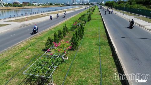 Hoa giấy, cây xanh đường Vành đai 2 - nhánh phía nam đã được chăm sóc phát triển tốt.
