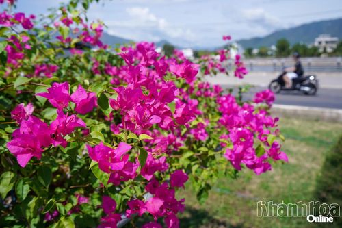 Hoa giấy bung nở ở dải phân cách đường Vành đai 2 - nhánh phía nam.