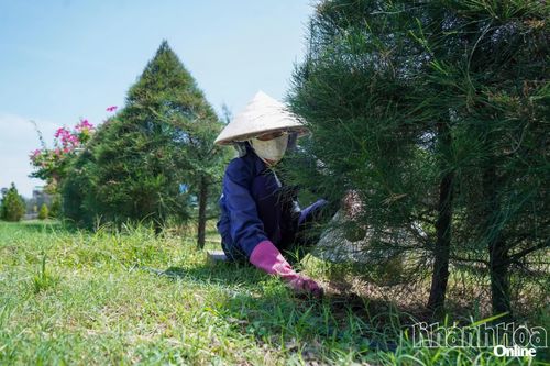 Công nhân nhổ cỏ, chăm sóc cây xanh.