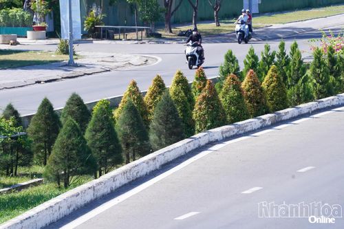 Hàng cây xanh đã được cắt tỉa, chăm sóc tươi tốt.