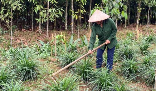 Gia đình bà Trần Thị Hiền mở rộng diện tích trồng mạch môn dưới tán rừng sau khi mô hình bước đầu mang lại hiệu quả kinh tế.