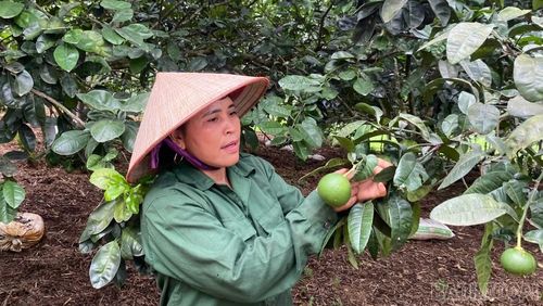 Bà Trần Thị Hiền chăm sóc vườn cây ăn quả, mô hình mang lại nguồn thu nhập ổn định cho gia đình.