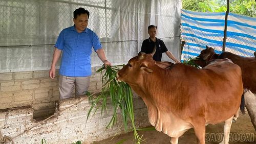 Chủ tịch Hội Nông dân xã Bảo Ái thăm mô hình chăn nuôi bò của hội viên để nắm bắt tình hình sản xuất và định hướng phát triển kinh tế.