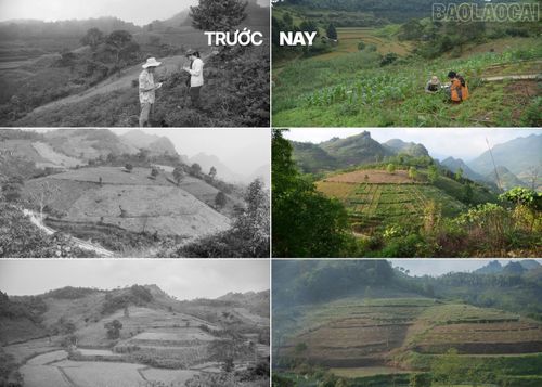 Hiệu quả cải tạo đất có sự so sánh qua từng năm.