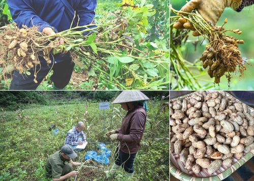 Lạc đỏ trở thành cây trồng vừa mang lại thu nhập, vừa góp phần phục hồi những diện tích đất dốc bị suy thoái.