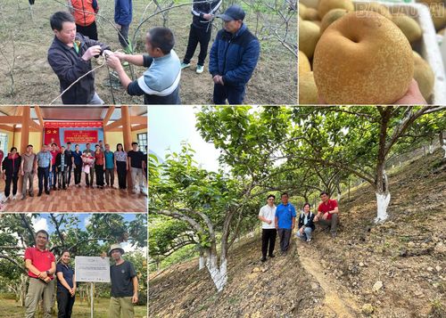 Một số hình ảnh dự án phục hồi đất bị suy thoái và xây dựng khả năng chống chịu với biến đổi khí hậu tại Lào Cai.