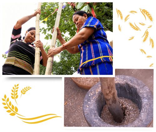 Sau khi lúa mẹ chín, bà con Raglai ở xã vùng cao Phan Sơn tuốt bằng tay, mang về phơi, giã thành gạo rồi mới ủ rượu