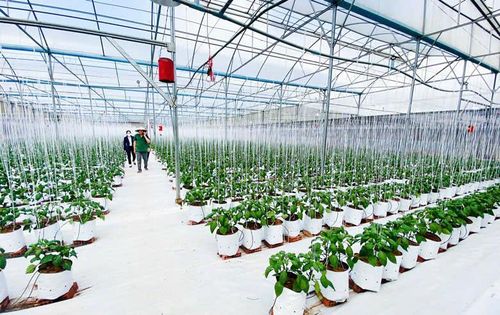 Xã Đơn Dương định hướng phát triển kinh tế theo hướng nâng cao giá trị