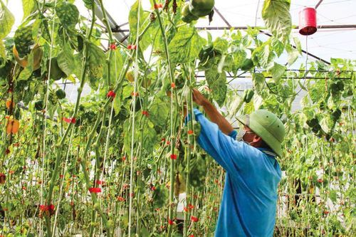 Nông nghiệp tiếp tục là trụ cột kinh tế xã Đơn Dương