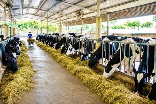 Xã Đơn Dương là thủ phủ bò sữa của cả nước