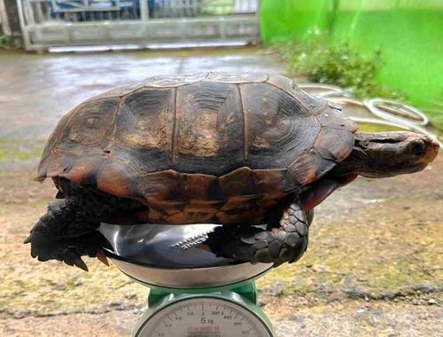 Cá thể rùa núi vàng quý hiếm do người dân xã Bảo Lâm 2 giao nộp (Ảnh: Công an xã Bảo Lâm 2)