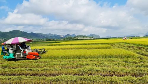 Mùa vàng trên cánh đồng sản xuất lúa hữu cơ ST25 ở xã Nam Ba Đồn - Ảnh: L.Chi