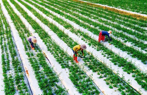 Cây cà gai leo được trồng trên vùng đồi xã Hiếu Giang với quy trình khép kín, đạt tiêu chuẩn GACP-WHO - Ảnh: L.Chi