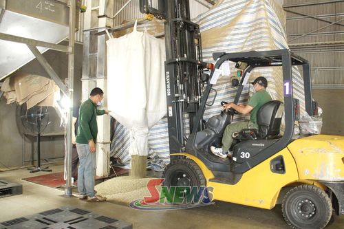 Công nhân Công ty cổ phần Phúc Sinh Sơn La sơ chế cà phê xuất khẩu.