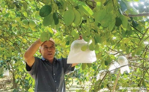 Ông Võ Thành Ngọc tiến hành bọc trái thanh trà phòng tránh dịch hại nhện đỏ.