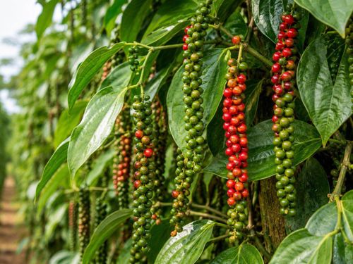 Giá tiêu hôm nay đi ngang. Ảnh minh họa