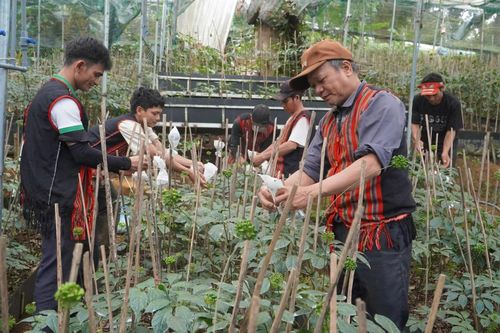 Không chỉ chăm sóc từng cây sâm, người dân Nam Trà My còn chuẩn bị những sản phẩm tiêu biểu với kỳ vọng quảng bá giá trị dược liệu đặc hữu của địa phương tại Lễ hội Sâm và Dược liệu quốc tế Đà Nẵng năm 2026.
