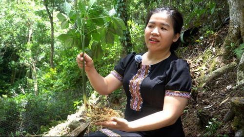 Sâm Ngọc Linh được người dân Nam Trà My bảo tồn, chăm sóc trong điều kiện sinh thái đặc trưng của vùng núi cao phía tây TP Đà Nẵng.