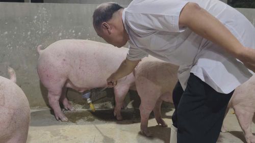 Cán bộ thú y lấy mẫu kiểm tra trên đàn heo trong quá trình kiểm tra, xác minh các lô hàng có dấu hiệu sử dụng chất cấm trong chăn nuôi. Ảnh: Chi cục Chăn nuôi và Thú y TP.HCM.