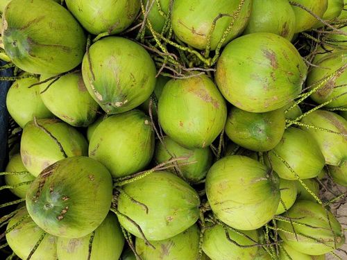 Ngành dừa có nhiều dư địa phát triển. Ảnh: An Hà.