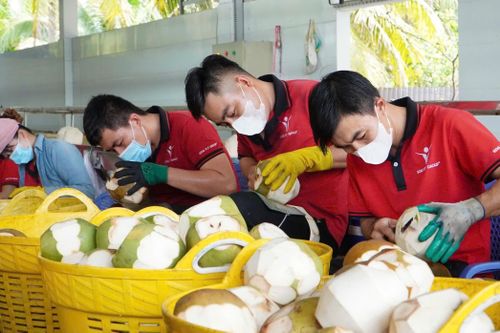 Ngành dừa Việt Nam đang duy trì tốc độ tăng trưởng ổn định. Ảnh: Anh Nguyễn.
