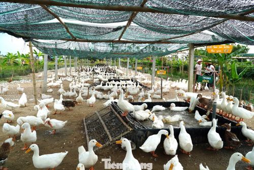 Lúc cao điểm, trang trại có hơn 2.000 con vịt. Khi đẻ trứng, chúng được dời qua một khu riêng và cho du khách trải nghiệm nhặt trứng vịt.