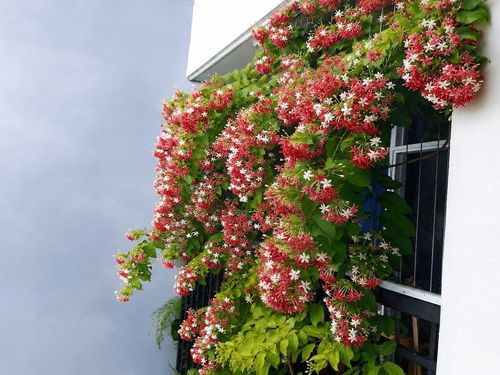 Sử quân tử là cây dây leo có hoa thơm, được nhiều gia đình trồng để làm giàn hoặc trang trí hàng rào.