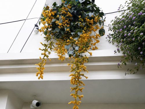 Cây lan hoàng dương treo ban công.