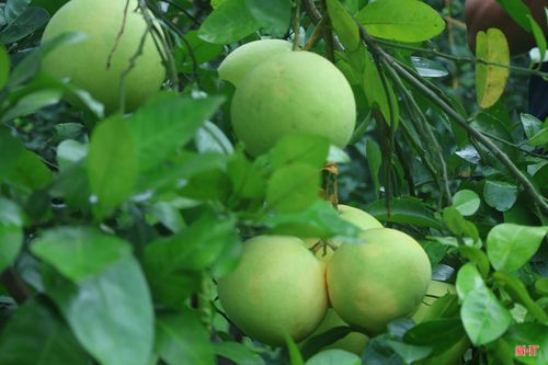 Gia đình anh Trần Quang Trung (thôn Địa Lợi, xã Hương Phố) có hơn 1 ha bưởi Phúc Trạch. Dù đã tập trung chăm sóc, song do thời tiết bất lợi thời điểm ra hoa và đậu quả nên sản lượng bưởi của gia đình năm 2026 dự kiến chỉ đạt hơn 50% so với vụ trước.