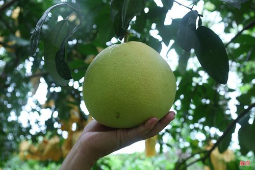 Vụ bưởi Phúc Trạch năm 2026 có năng suất, sản lượng thấp hơn so với những năm trước.