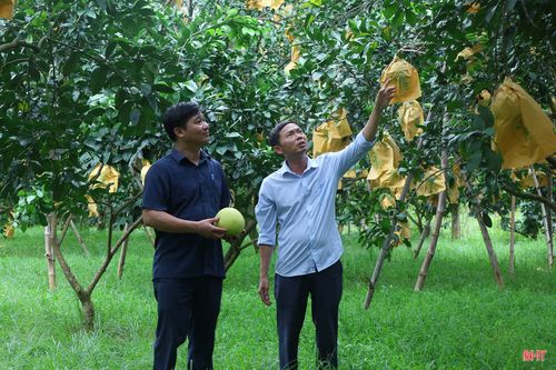 Là vùng trồng bưởi lớn nhất Hà Tĩnh, xã Phúc Trạch hiện có gần 550 ha bưởi, trong đó khoảng 450 ha đang cho quả. Nếu như năm 2025, sản lượng bưởi đạt hơn 6.950 tấn, doanh thu hơn 150 tỷ đồng thì năm nay, sản lượng dự kiến chỉ bằng hơn một nửa so với vụ trước. Tuy vậy, vụ bưởi này được đánh giá cao nhờ mẫu mã đẹp, chất lượng đồng đều.