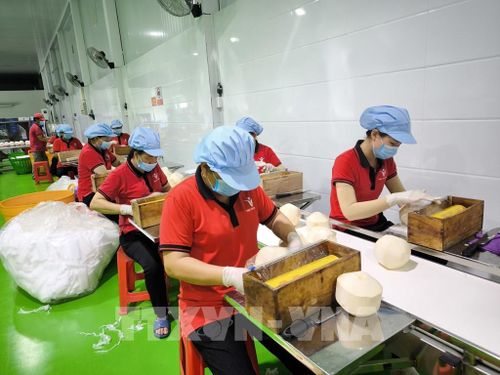 Công nhân chế biến dừa xuất khẩu tại nhà máy Kim Thanh (xã Giao Long, tỉnh Vĩnh Long). Ảnh: Huỳnh Phúc Hậu - TTXVN