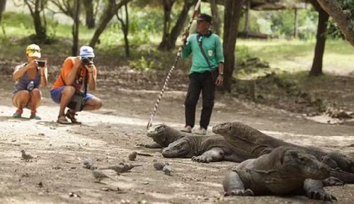 Rồng Komodo khá quen thuộc với du khách