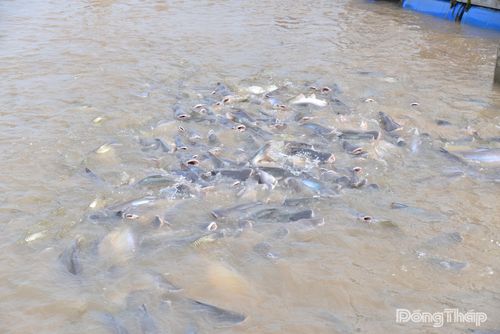 Hàng ngàn con cá tra ngoi lên mặt nước đớp mồi.