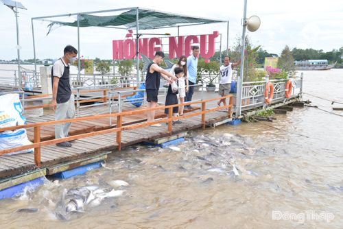 Nhiều người dân đến ngắm nhìn và cho cá ăn tại khu vực bảo vệ cá tự nhiên.