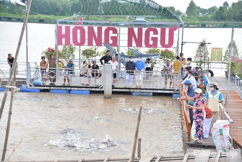 Những chiều cuối tuần, khu vực bảo tồn nguồn cá tự nhiên thuộc Tổ cộng đồng bảo vệ nguồn lợi thủy sản Hồng Ngự có khoảng 100 người đến tham quan, trải nghiệm cho cá ăn.
