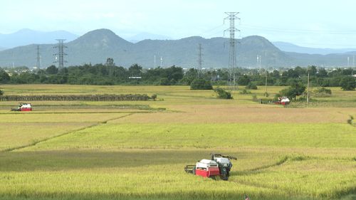Cánh đồng lúa ở xã Hàm Thuận